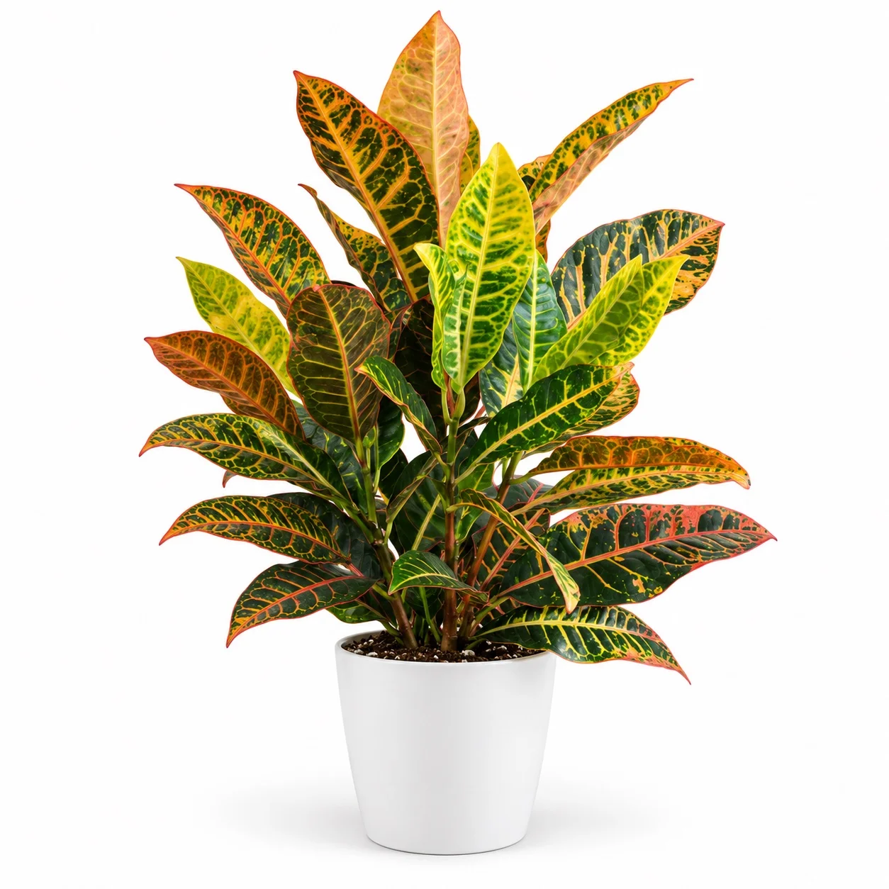 Croton on a white background
