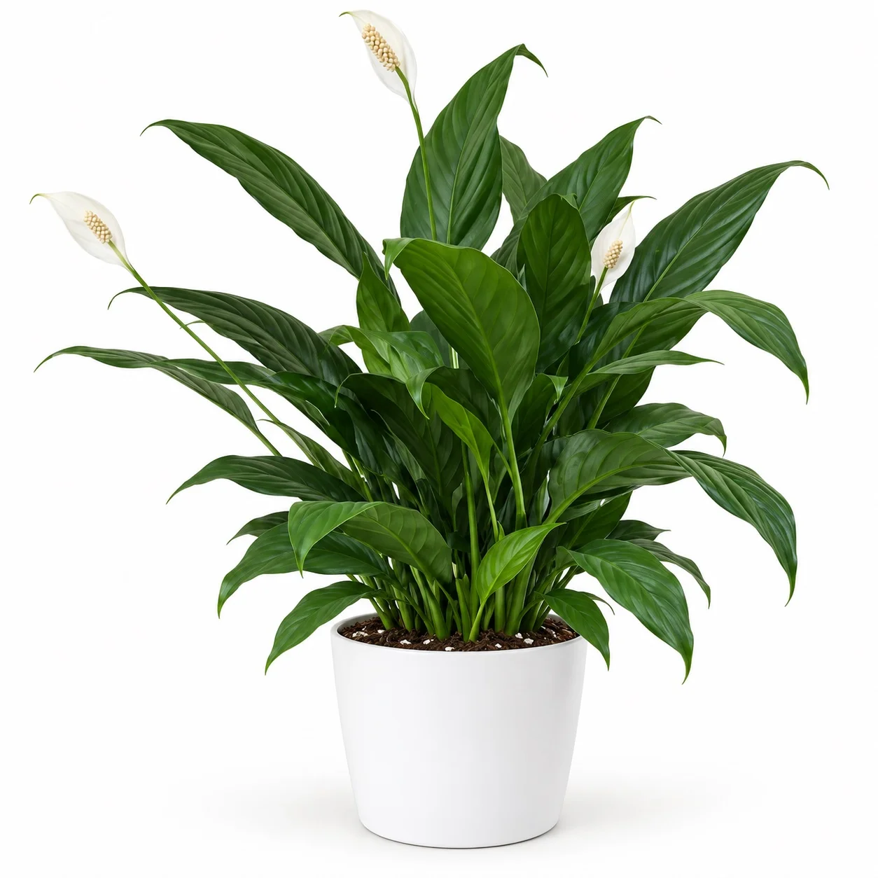 Peace lily on a white background
